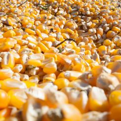 Cambuci Metalúrgica | Quem é o maior exportador de milho do mundo?