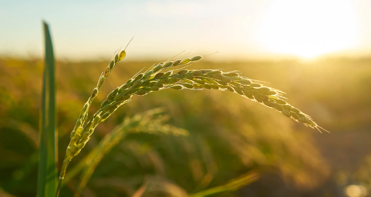 Cambuci Metalúrgica | Agronegócio brasileiro: Qual o segredo para tanta prosperidade?