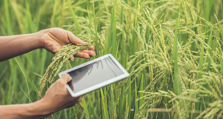 Cambuci Metalúrgica | Lógica de operação agrícola: 5 passos decisivos para melhorar