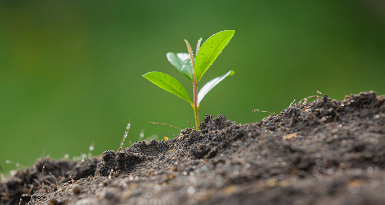 Cambuci Metalúrgica | Qual o conceito de agrícola?